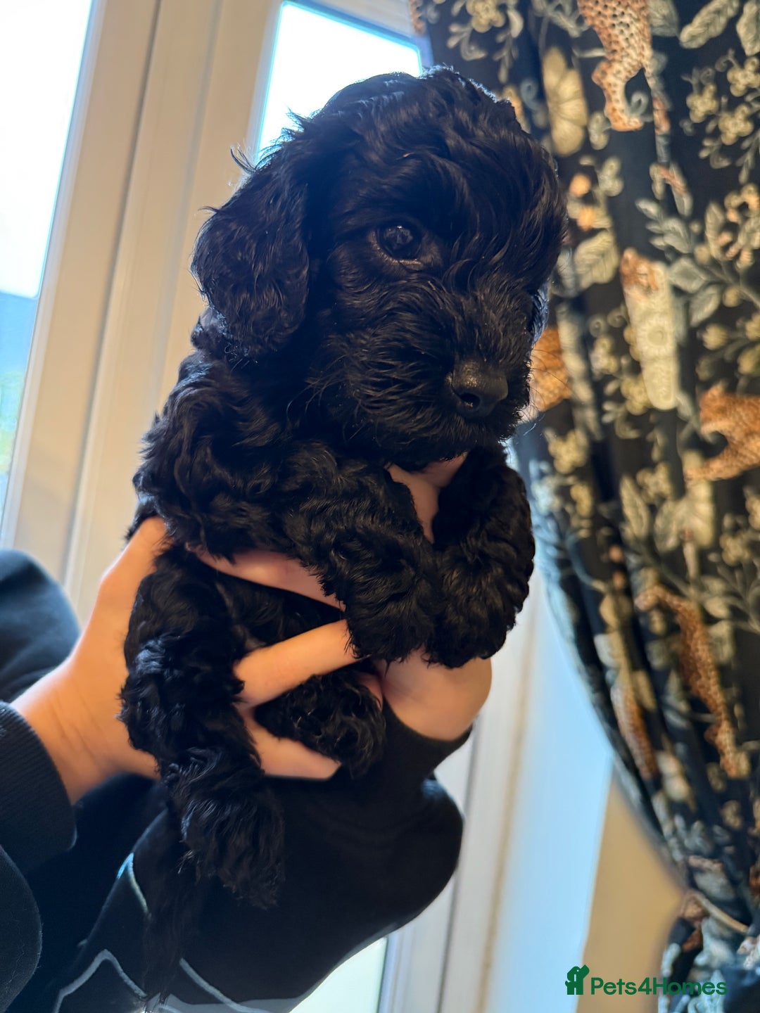 Cockapoo dogs for sale: REDUCED Beautiful F2 cockapoo puppies  - Advert 4