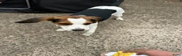 Beagle dogs for sale: Beagle Puppy Looking for Loving Home in Livingston - Advert 8