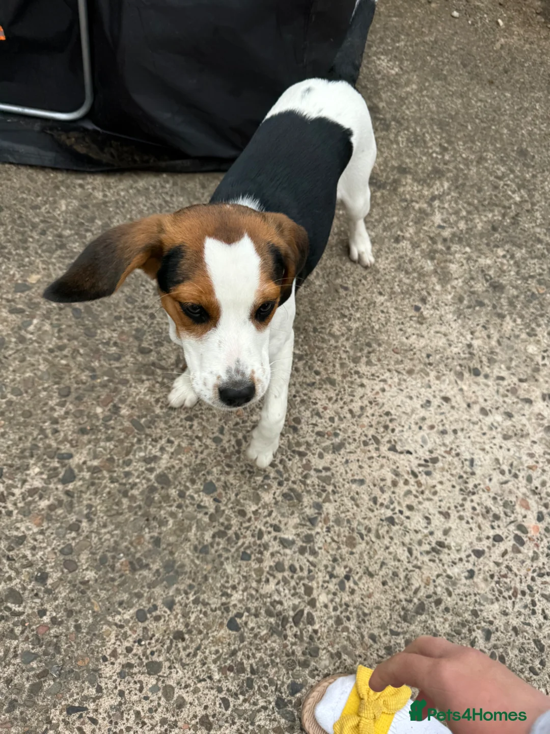 Beagle dogs for sale: Beagle Puppy Looking for Loving Home in Livingston - Advert 8