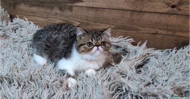 Persian cats - Advert 1
