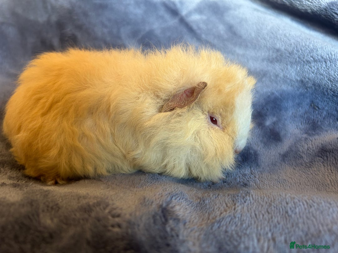 Guinea Pig rodents for sale: Swiss baby Guinea pigs  - Advert 6