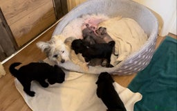 Mixed Breed dogs for sale: Chinese Crested X Cavapoo Puppies - Litter of 6 - Image 10