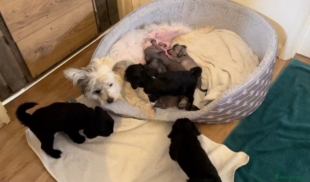 Mixed Breed dogs for sale: Chinese Crested X Cavapoo Puppies - Litter of 6 - Image 10