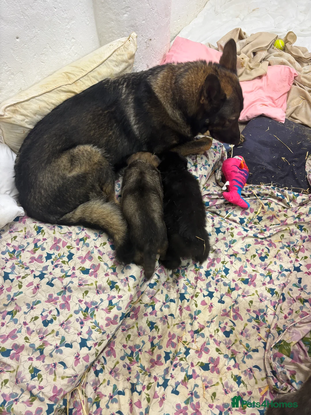 German Shepherd dogs for sale: Beautiful German Shepard puppies - Advert 25