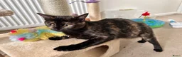 Mixed Breed cats for sale: Adorable tortie kitty looking for a new owner - Advert 3