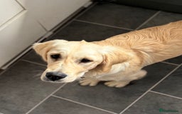 Golden Retriever dogs for sale: Male golden retriever 7 months old so playful  - Image 1