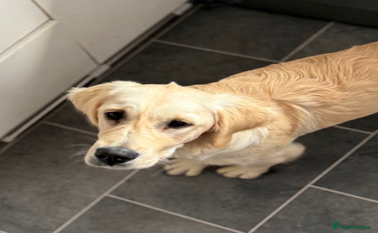 Golden Retriever dogs - Advert 2