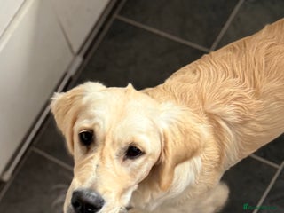 Golden Retriever dogs - Advert 9