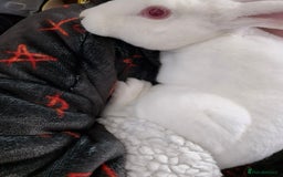 Rex rabbits for sale: Standard Rex Buck - REW. - Image 14