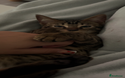 Domestic Shorthair cats for sale: Good to a loving home  - Image 5