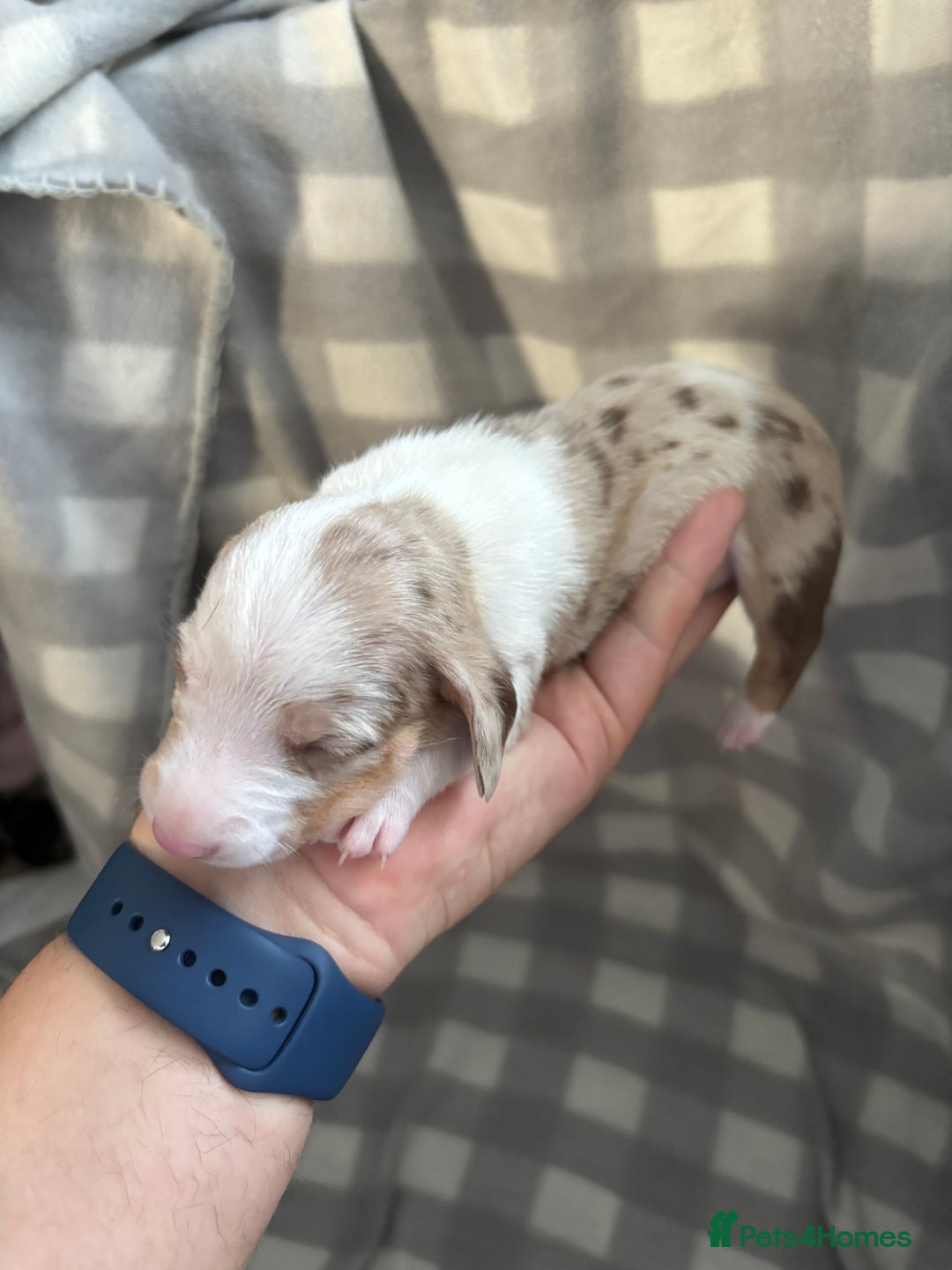 Dachshund dogs for sale: Dapple Dachshund Puppies (5 Girls, 1 Boy) - Image 13