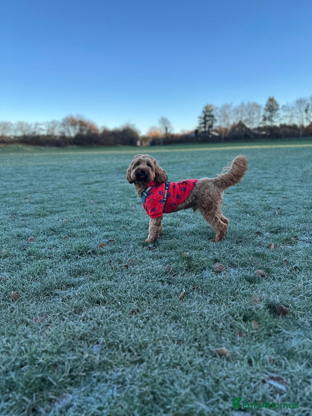 Cockapoo dogs for stud: Bear – DNA Tested Cockapoo Stud (Poodle-Dominant) - Advert 3