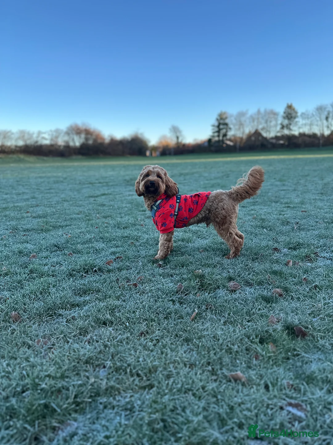 Cockapoo dogs for stud: STUD - DNA Tested Cockapoo (Poodle-Dominant) - Advert 4