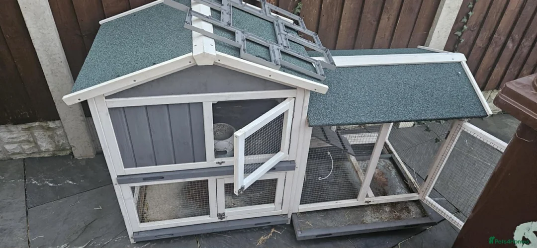 Mixed Breed rabbits for sale: Mixed lion head  in Preston - Advert 2