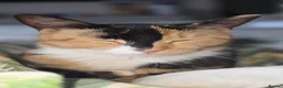 Mixed Breed cats for sale: 3 kittens for sale - Advert 1