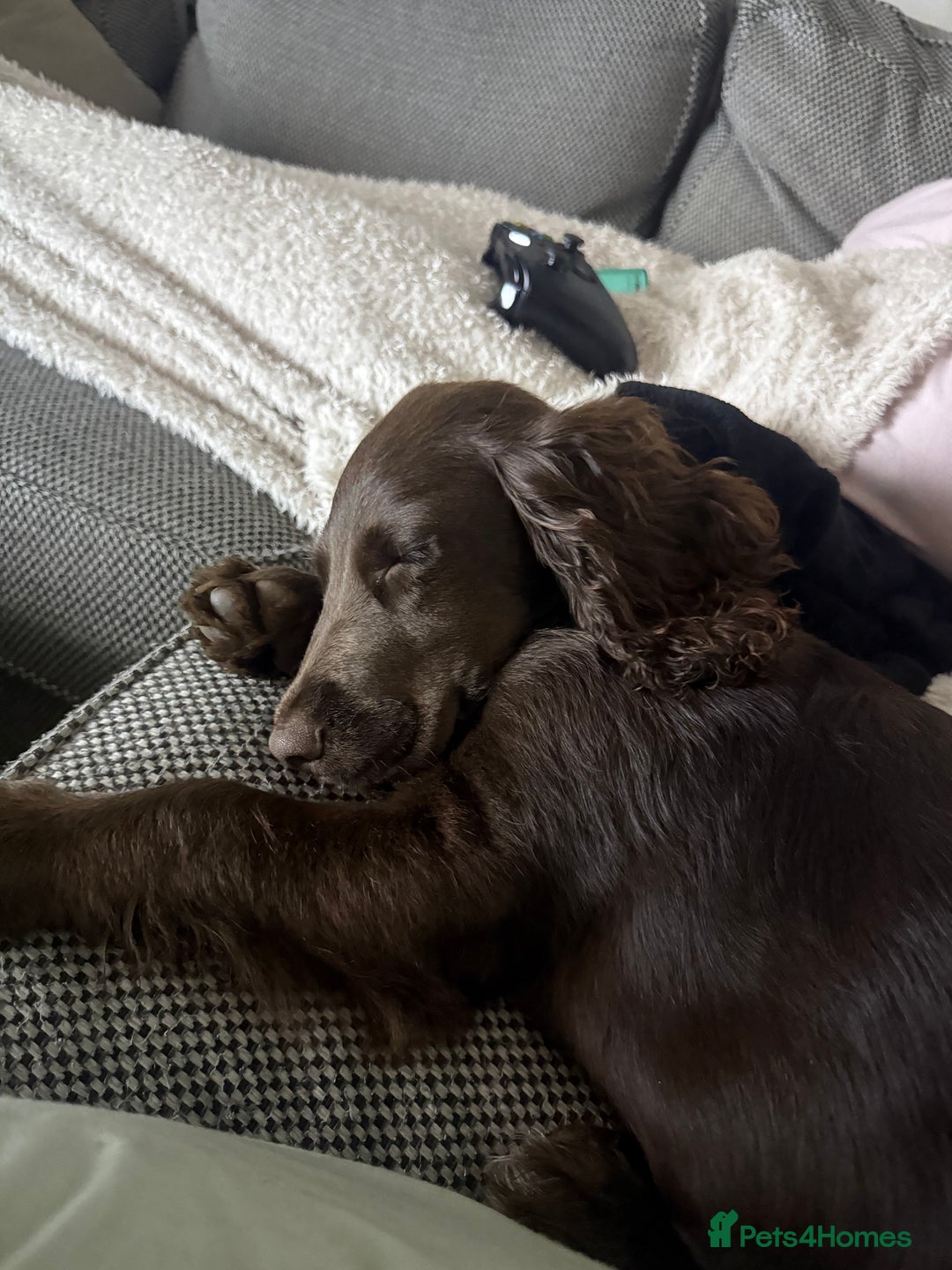 Cocker Spaniel dogs for sale: Cocker Spaniel Puppy - Advert 7