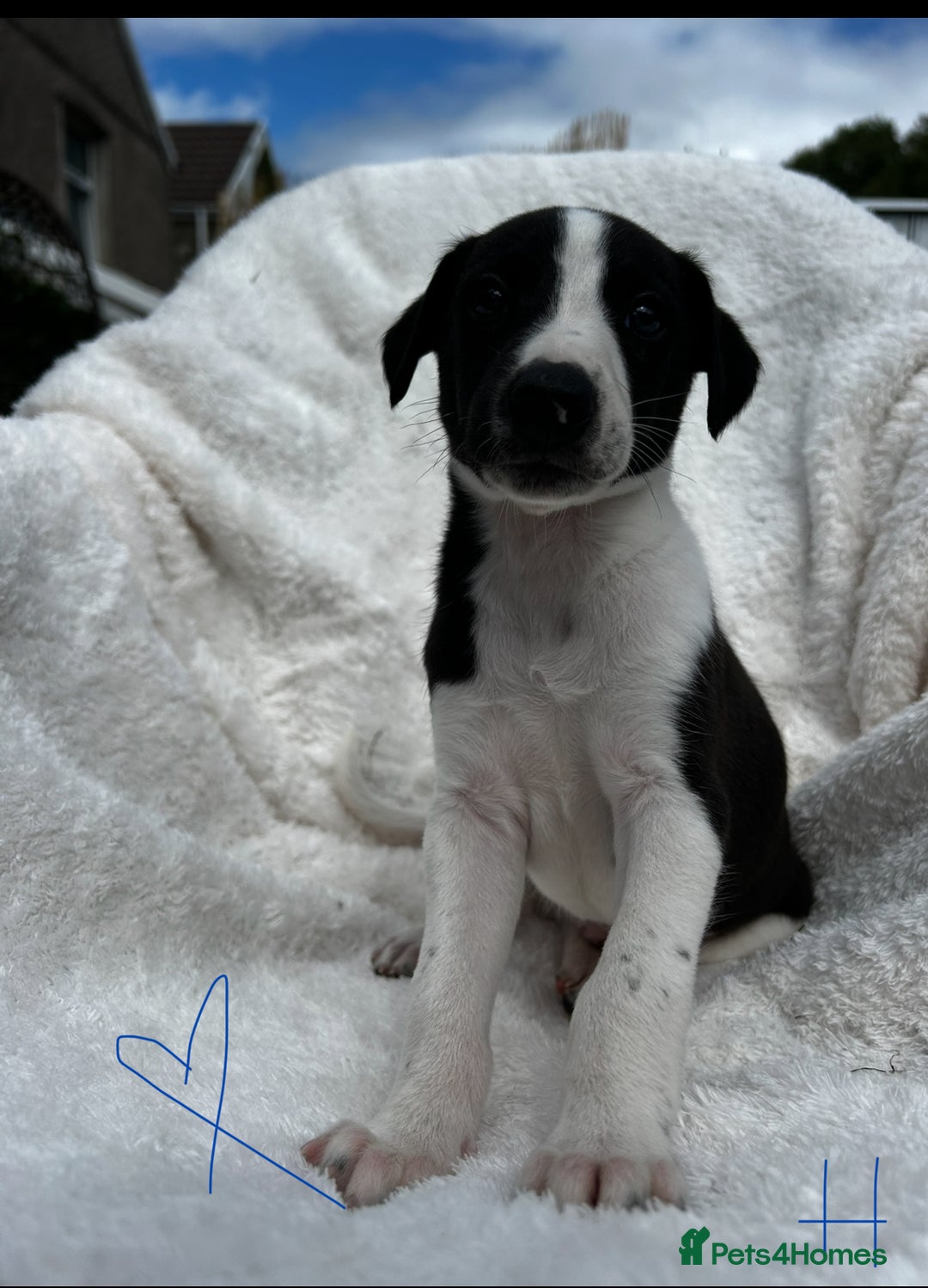 Whippet dogs for sale: KC whippet puppies  - Image 6