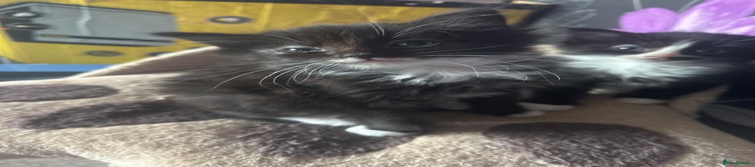 British Longhair Kitten 1