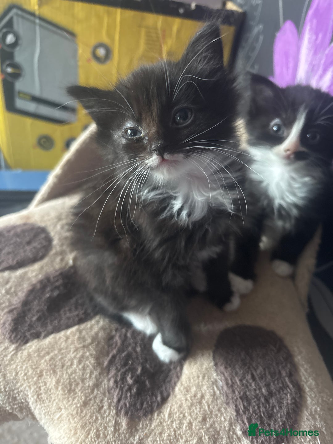 British Longhair cats for sale: 2 black and white female lomghair kittens - Advert 5