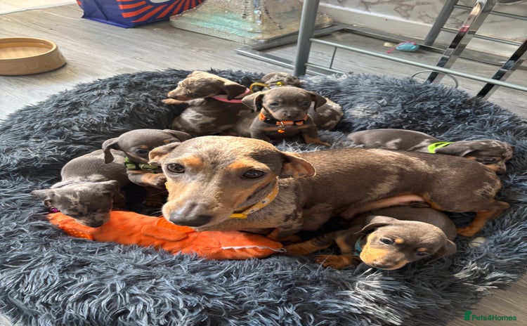 Dachshund dogs - Advert 1