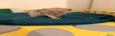 British Shorthair 2