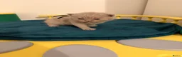 British Shorthair cats for sale: Tica registered BSH kittens - Advert 13