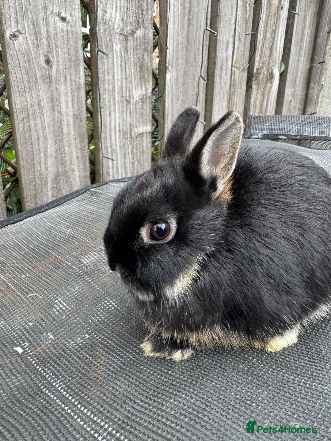 Netherland Dwarf rabbits for sale: Netherlands Dwarf Rabbits - Image 1