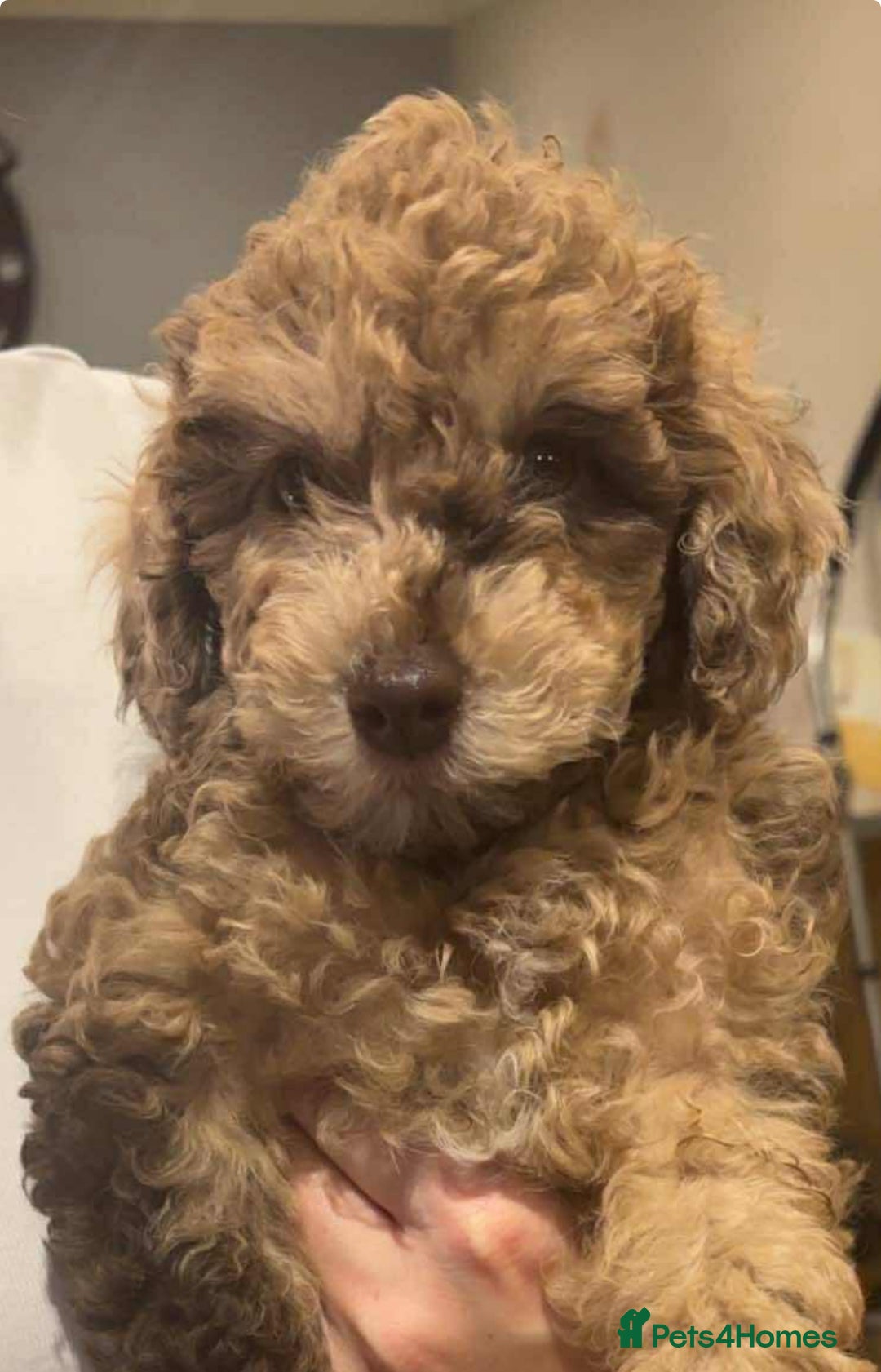 Miniature Poodle dogs for stud:  Chocolate Merle miniature poodle  in York - Image 8
