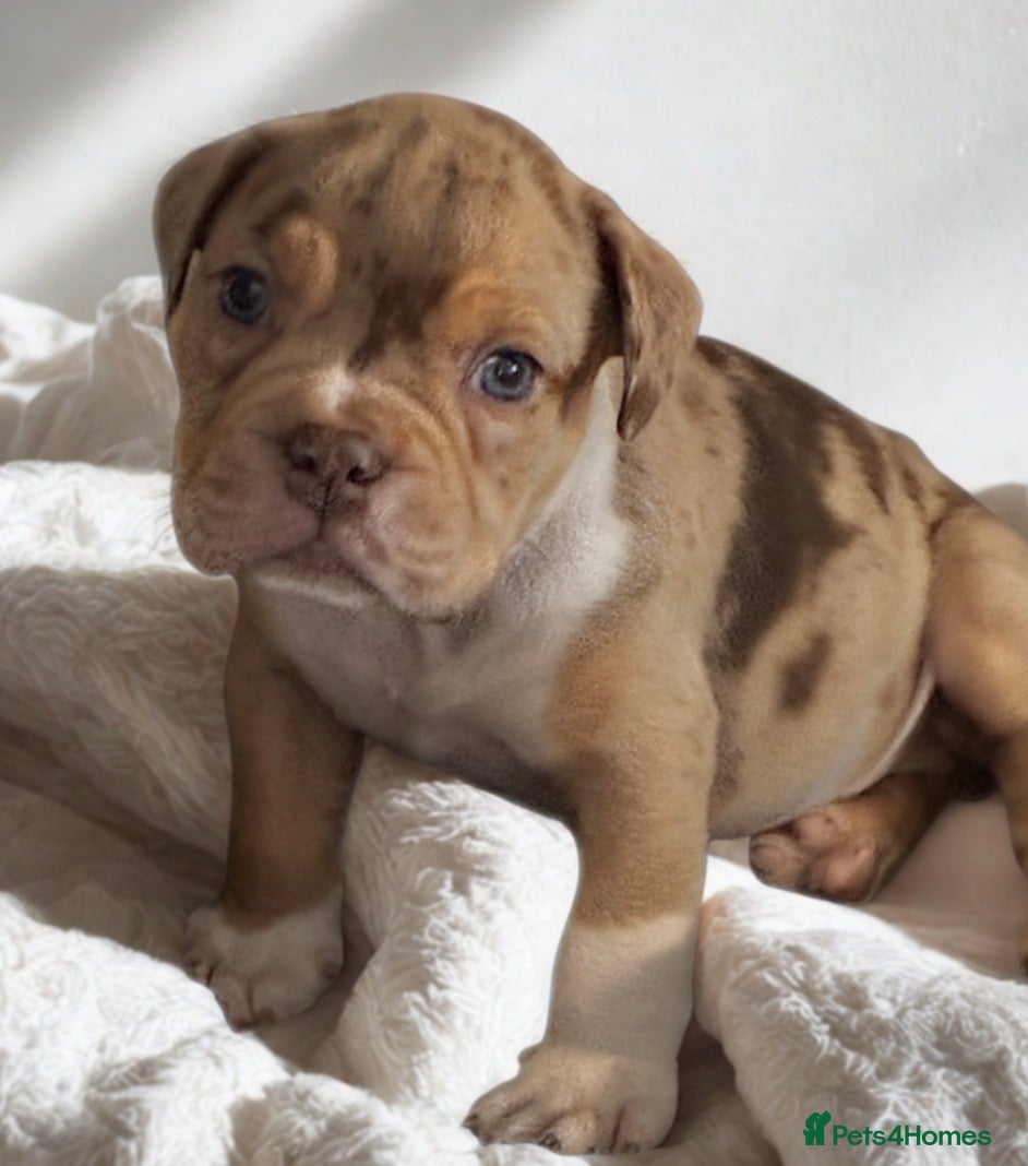 English Bulldog dogs Old English bulldogges - Advert 6