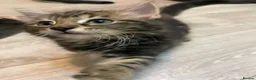 Mixed Breed cats for sale: Reduced kittens for sale  - Advert 4
