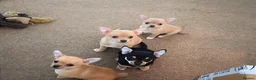 Chihuahua dogs for stud: KC Registered Chihuahua Boy For Stud Use Only - Advert 7