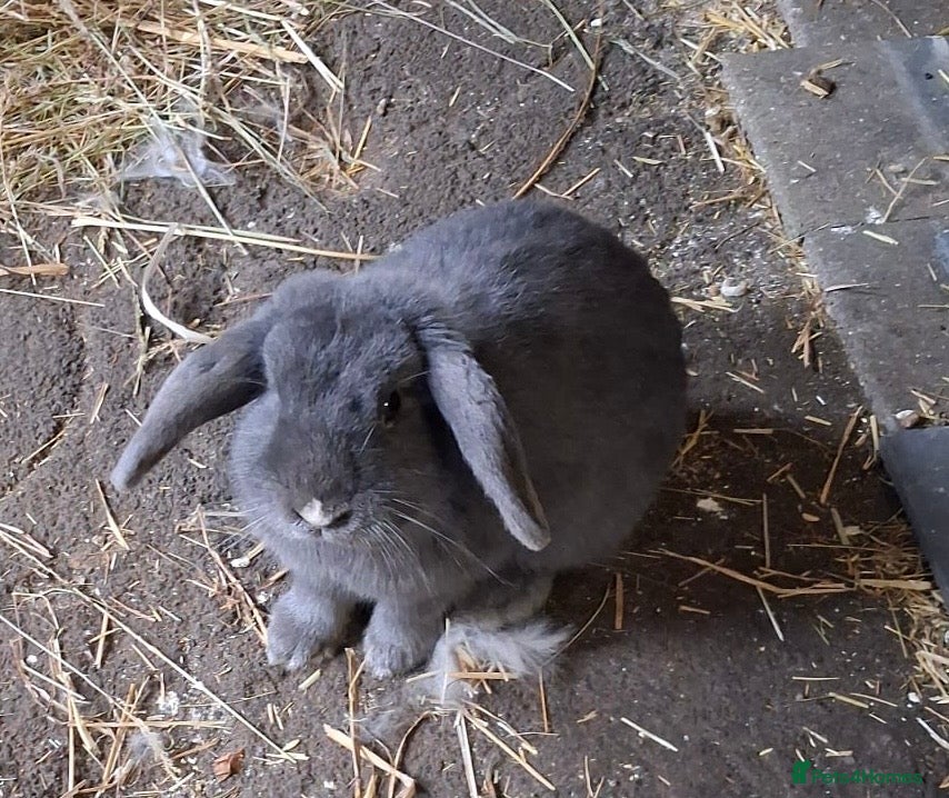 French Lop rabbits Two French Lop for sale a blue and a black one in Kidderminster - Advert 1