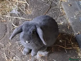 French Lop rabbits Two French Lop for sale a blue and a black one in Kidderminster - Advert 1