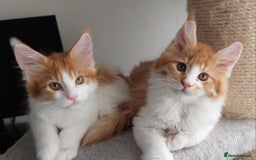 Maine Coon cats for sale: TICA Registered Red Tabby & White Maine Coon Boy - Image 4
