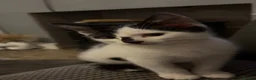 Mixed Breed cats for sale: 2 gorgeous female kittens in Birmingham - Advert 2