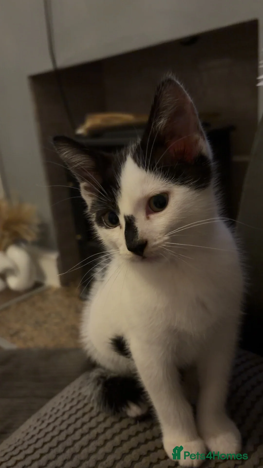 Mixed Breed cats for sale: 2 gorgeous female kittens in Birmingham - Advert 2