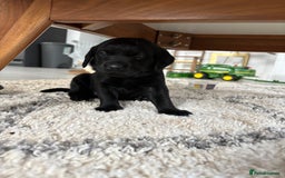 Labrador Retriever dogs for sale: FTCH Bred pedigree gun dog Labradors - Image 6