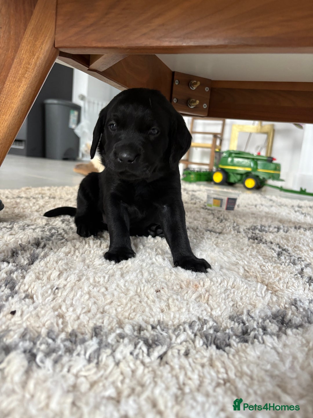 Labrador Retriever dogs for sale: FTCH Bred pedigree gun dog Labradors - Image 6