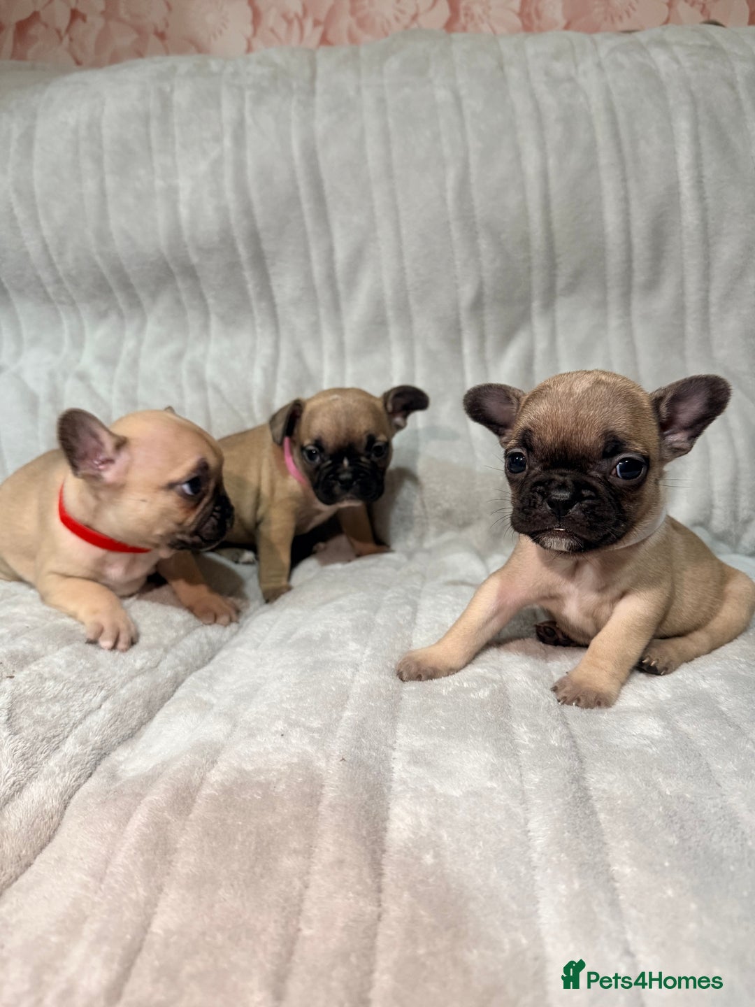 French Bulldog dogs for sale: Pedigree Mum Frenchy Pups-Gorgeous and ready soon! - Advert 26