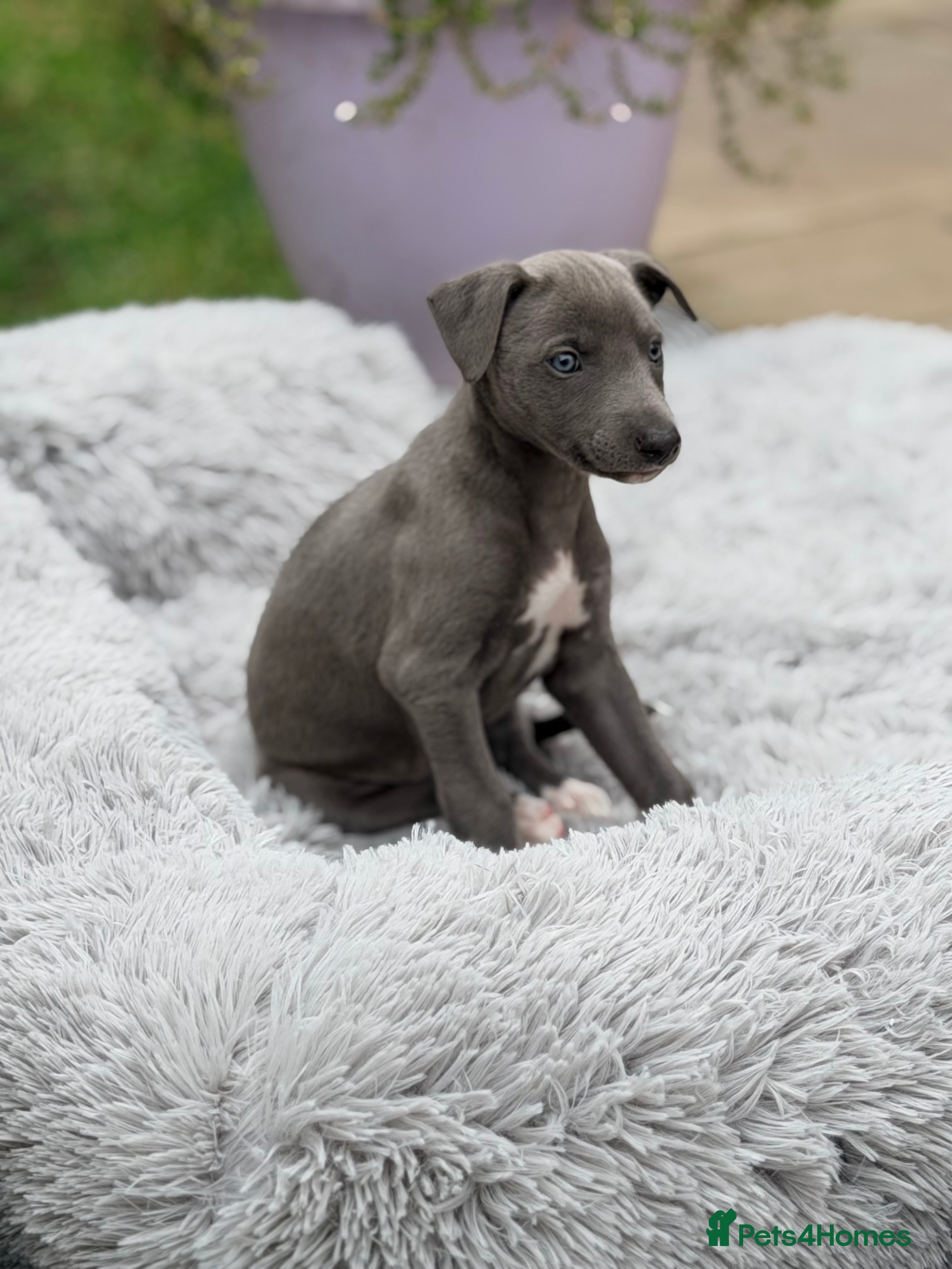 Whippet dogs Gorgeous Whippets Ready for forever Home - Advert 2