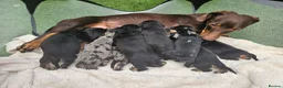 Dachshund dogs for sale: Dachshunds 8 Puppies 5 Girls,  3 Boys - Advert 6