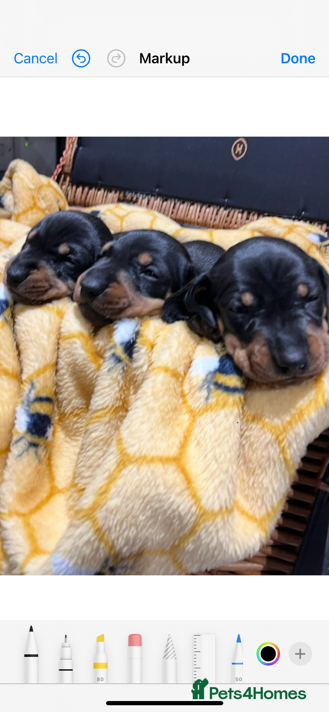 Dachshund dogs for sale: Dachshund puppies - Advert 9