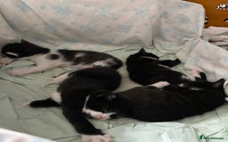 British Shorthair cats for sale: Kittens for sale !! Loving and playful  - Image 16