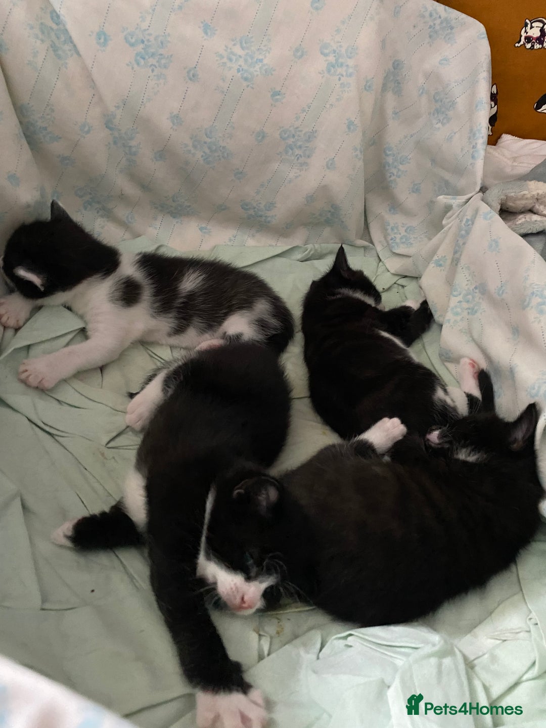 British Shorthair cats for sale: Kittens for sale !! Loving and playful  - Image 16