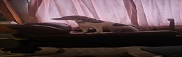 Mixed Breed dogs for sale: Beautiful Jack Russell x Terrier  - Advert 5