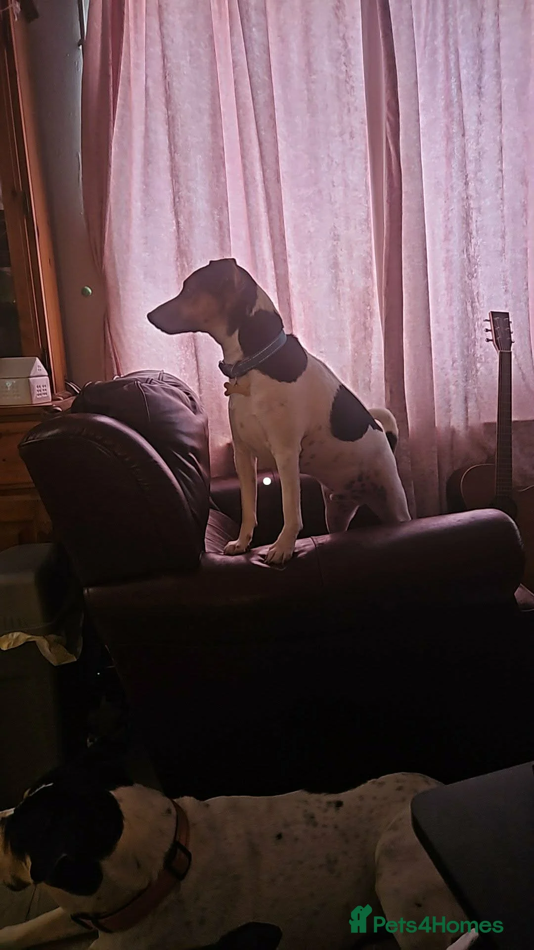 Mixed Breed dogs for sale: Beautiful Jack Russell x Terrier  - Advert 5
