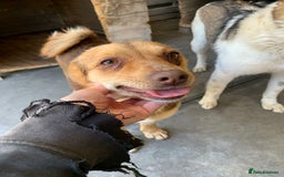 Mixed Breed dogs for adoption: Myrtle, 2-3 years old. Reserved stc. in Brixham - Image 3