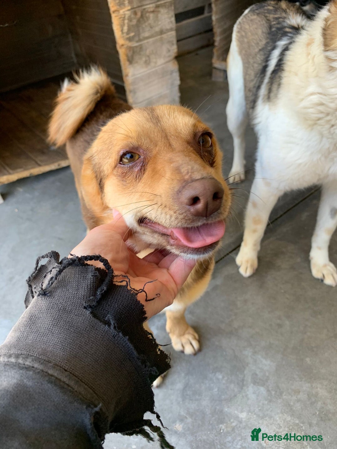 Mixed Breed dogs for adoption: Myrtle, 2-3 years old. Reserved stc. in Brixham - Image 3