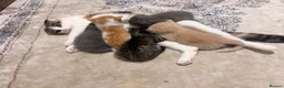 Mixed Breed cats for sale: Scottish Fold Kittens Looking for Loving Homes in London - Advert 11