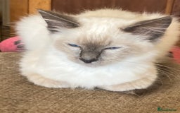 Ragamese cats for sale: Two lovely ragamise boy kittens  - Image 2